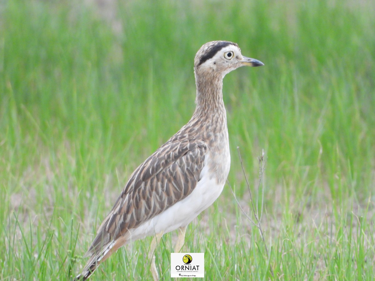 Double-striped Thick-knee - ML576581661