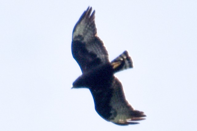 Zone-tailed Hawk - ML576582651
