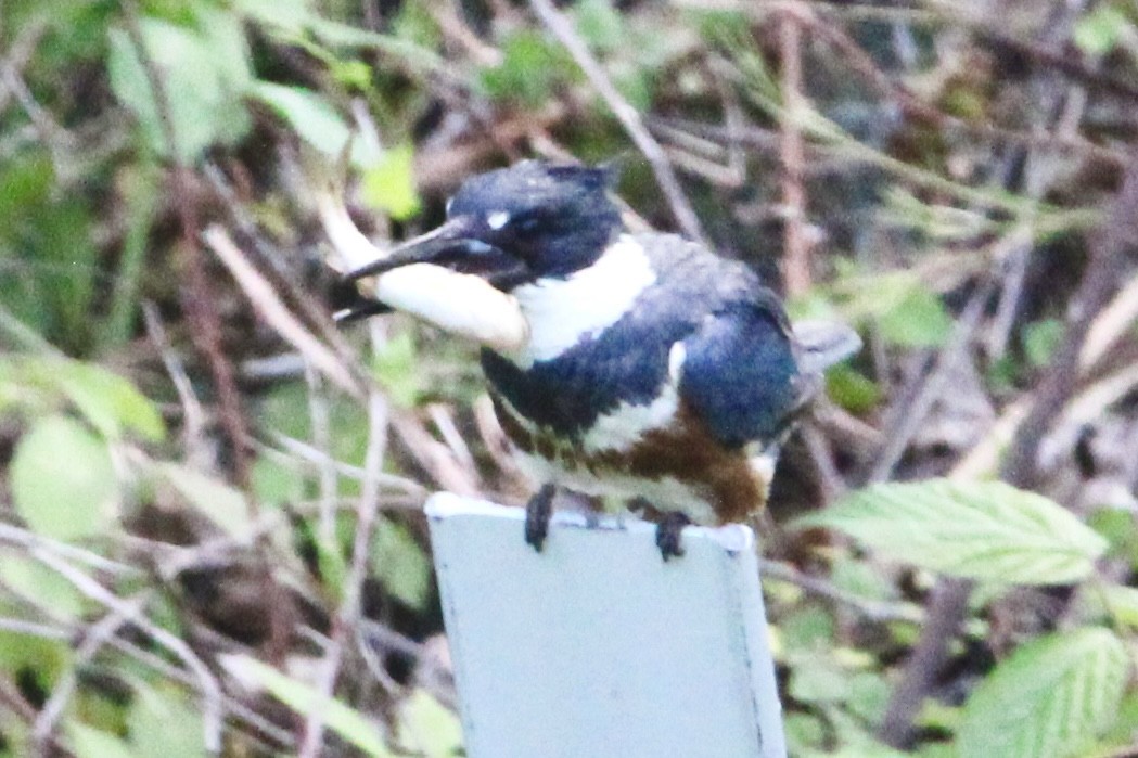 Belted Kingfisher - ML576582741