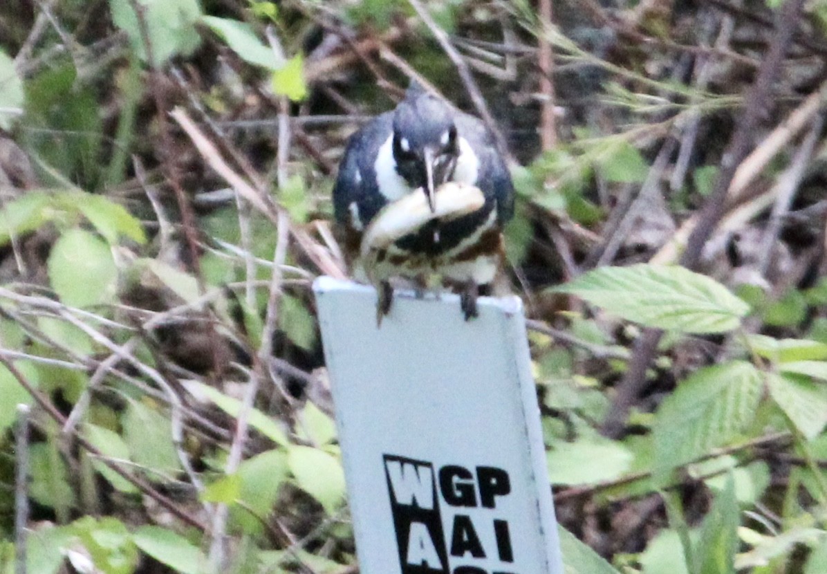 Belted Kingfisher - ML576582751