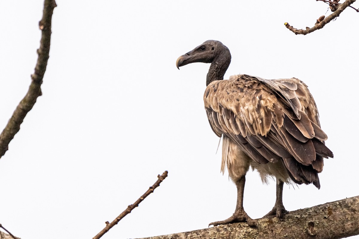 Slender-billed Vulture - Balaji P B
