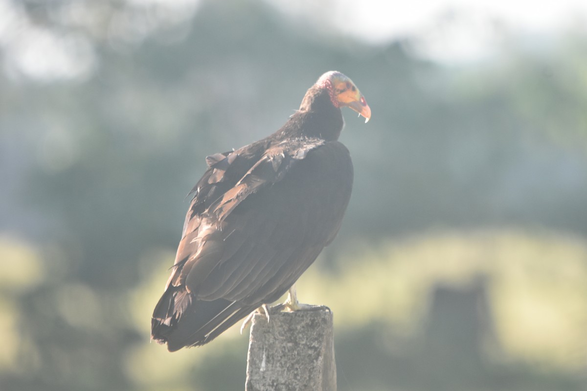 Lesser Yellow-headed Vulture - ML576587191