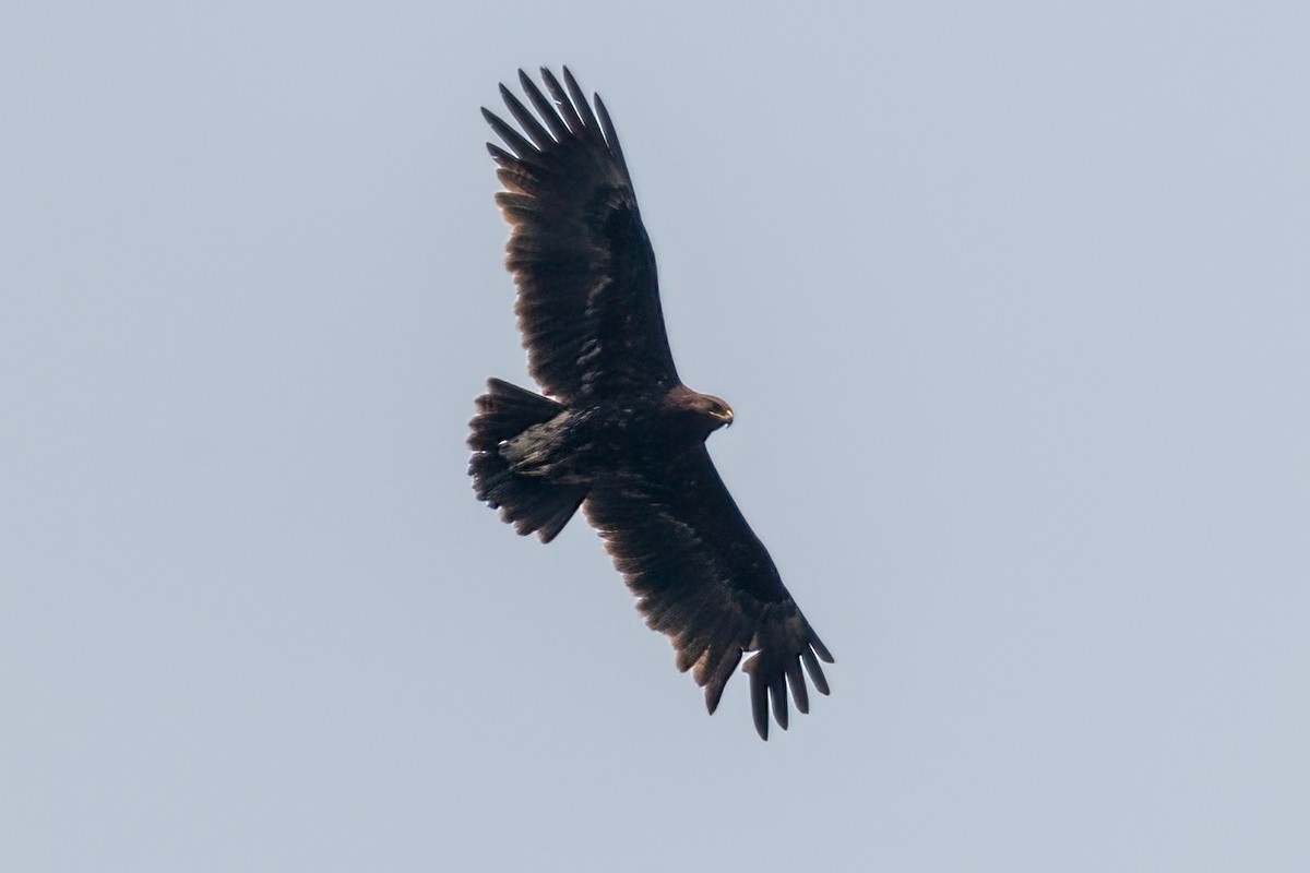 Greater Spotted Eagle - ML576588241