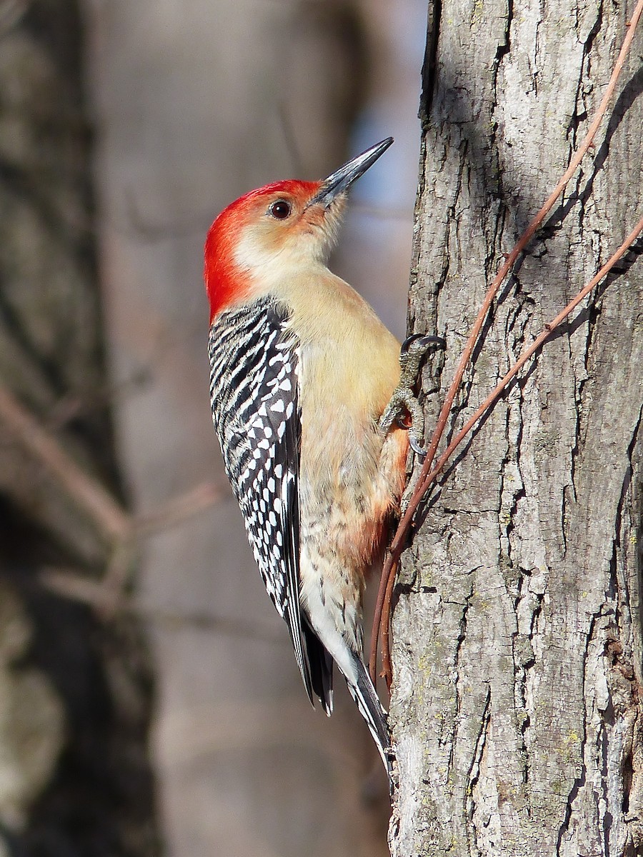 Red-bellied Woodpecker - Jim Law