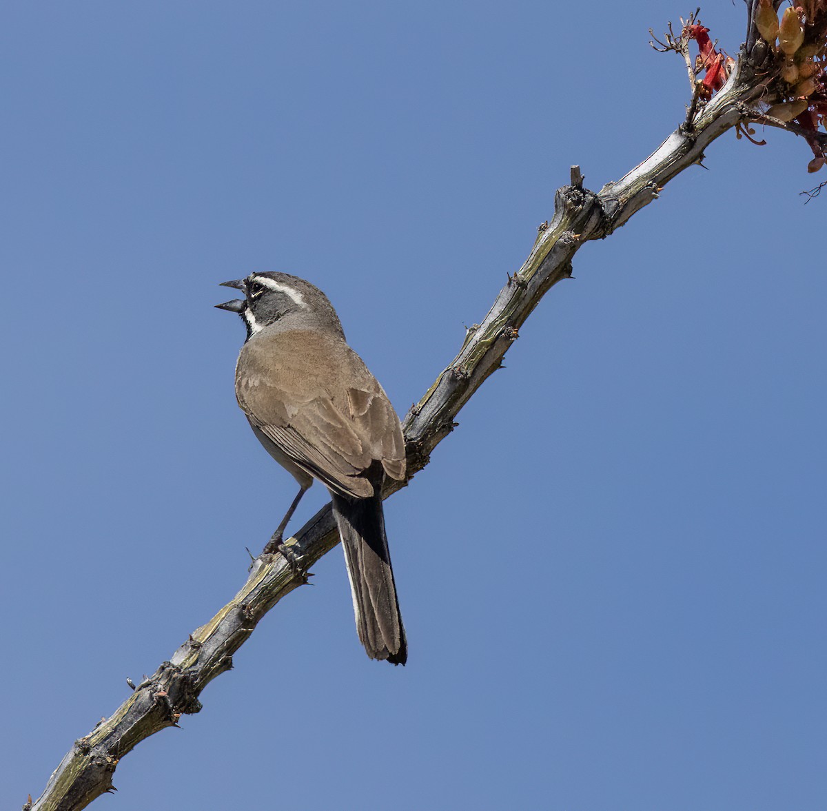 Black-throated Sparrow - ML576588931