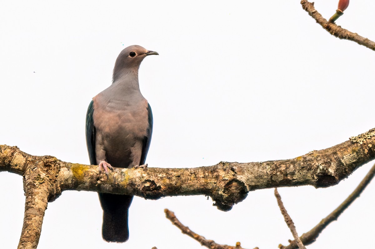 Green Imperial-Pigeon - ML576589031