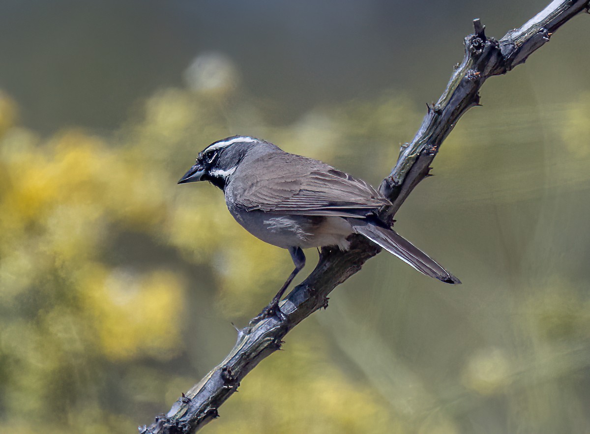 Black-throated Sparrow - ML576590061