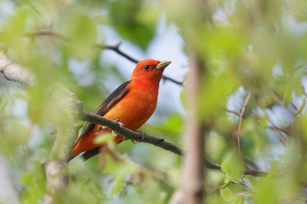 Scarlet Tanager - ML576593941
