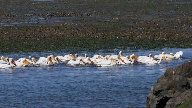 pelikán severoamerický - ML576594321