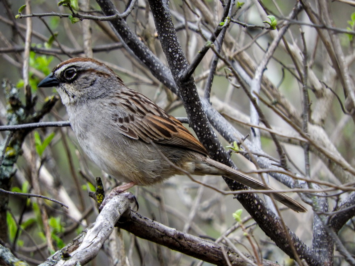 Oaxaca Sparrow - ML576596541