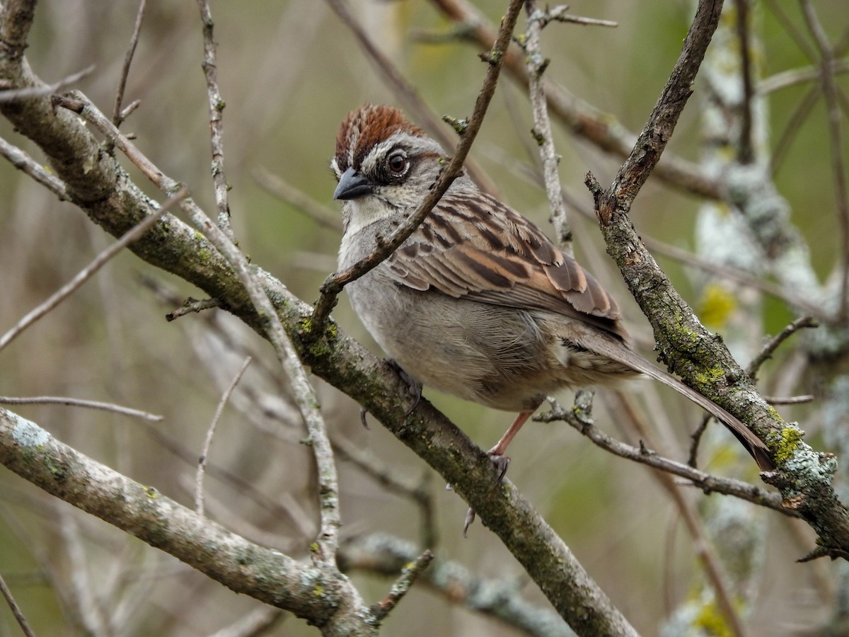 Oaxaca Sparrow - ML576596611