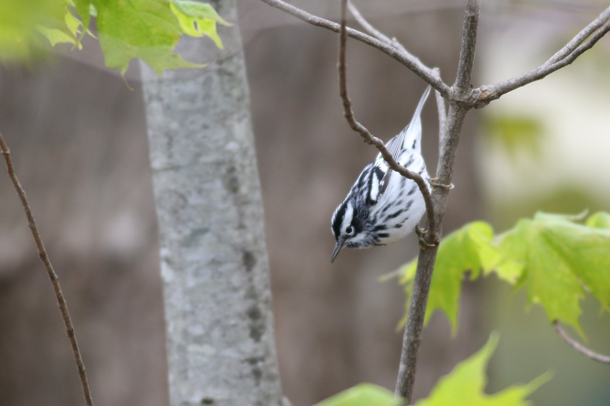 Black-and-white Warbler - Margaret Viens