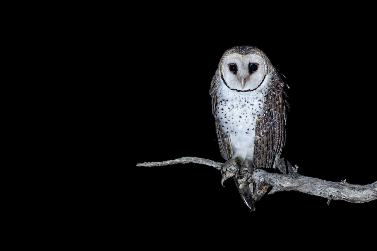 Australian Masked-Owl - ML576599681