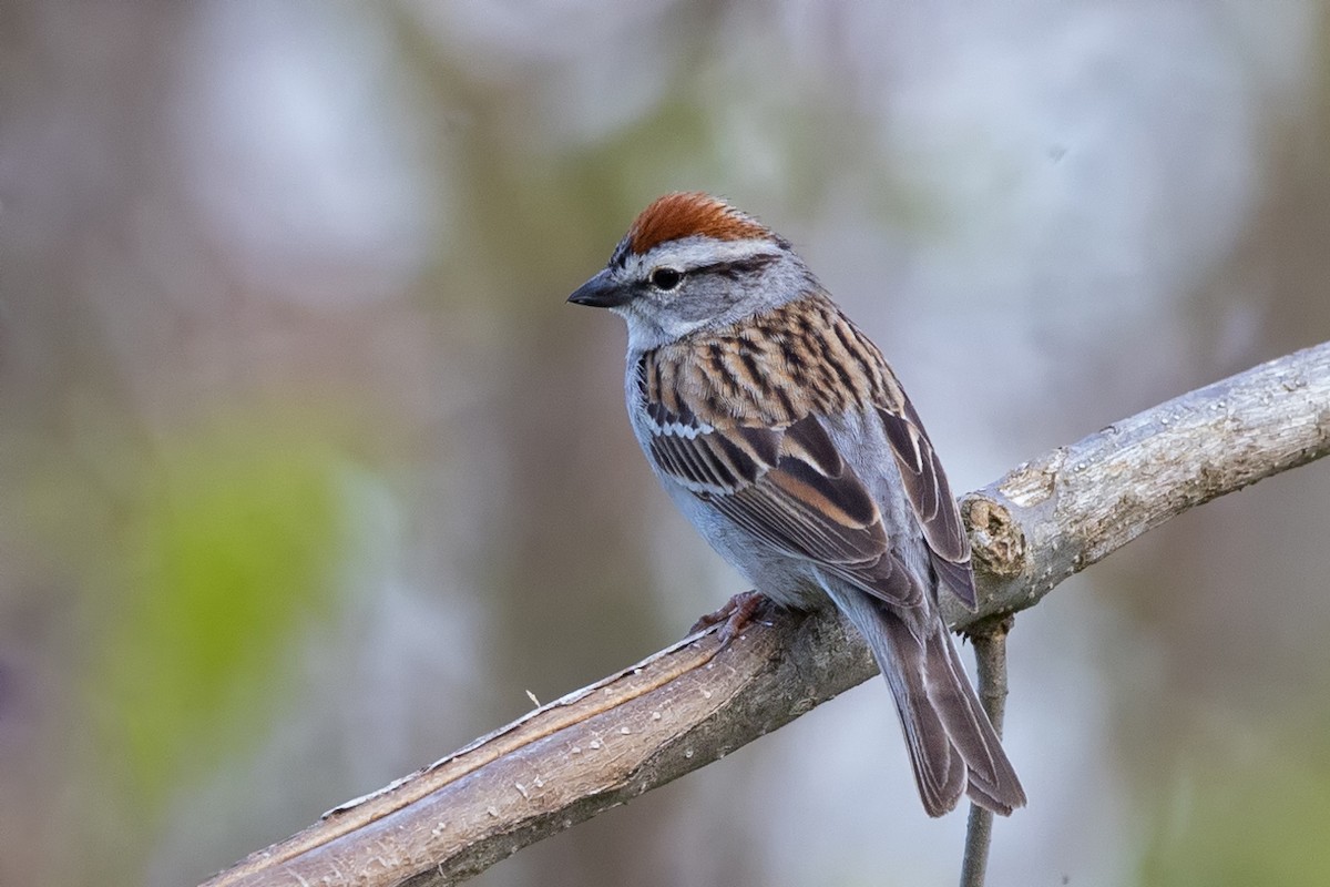 Chipping Sparrow - ML576599751