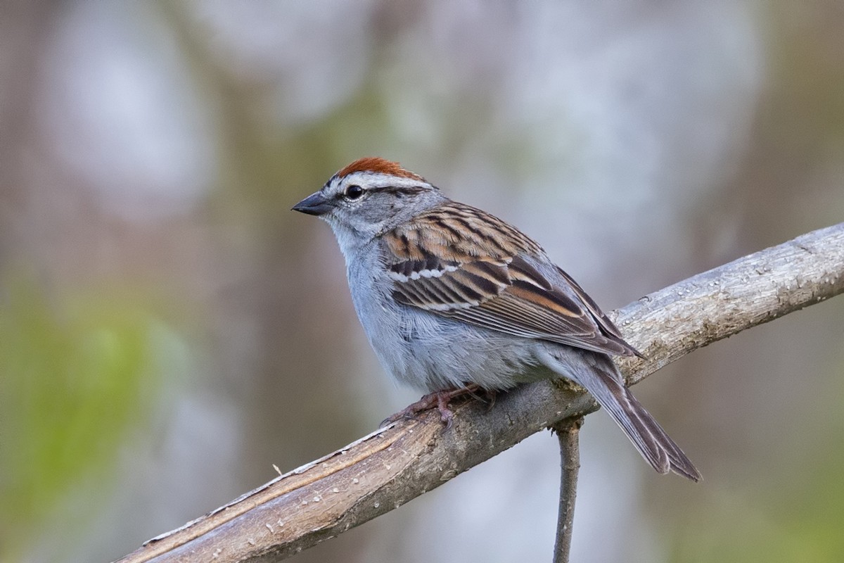 Chipping Sparrow - ML576599761