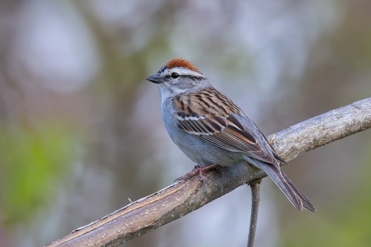 Chipping Sparrow - ML576599771