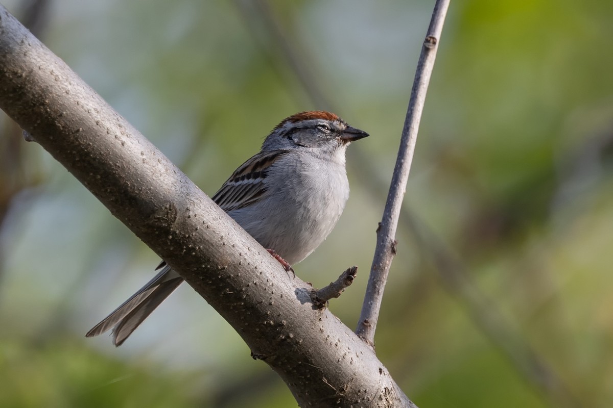 Chipping Sparrow - ML576599781