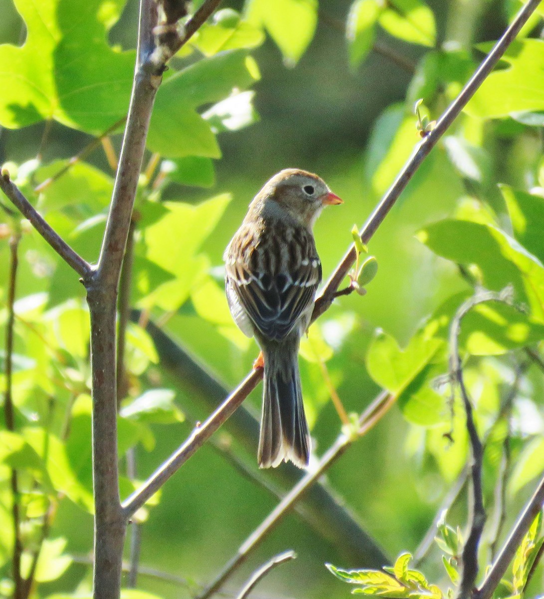 Field Sparrow - Michael Long