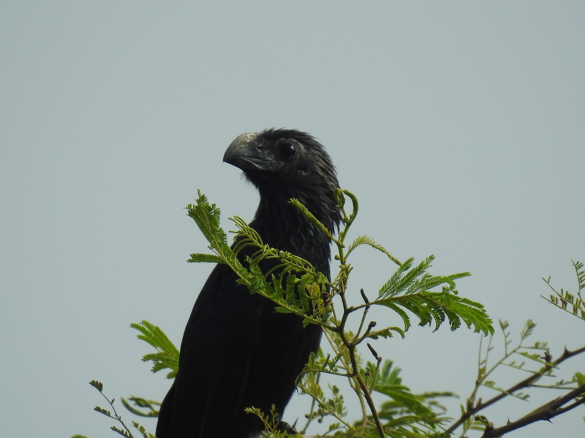 Smooth-billed Ani - Leandro Niebles Puello
