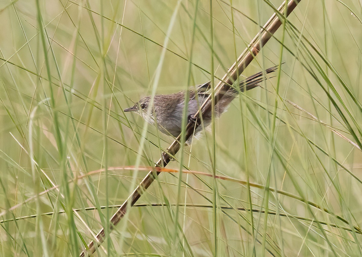 Swamp Grass Babbler - ML576606961