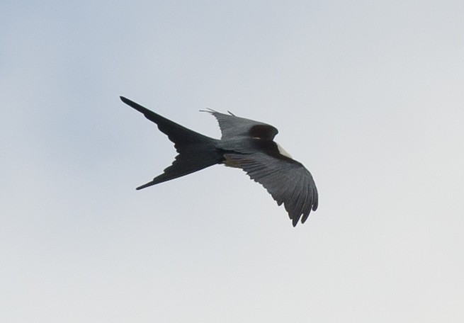 Swallow-tailed Kite - ML57661071
