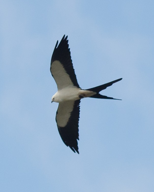 Swallow-tailed Kite - Alix d'Entremont