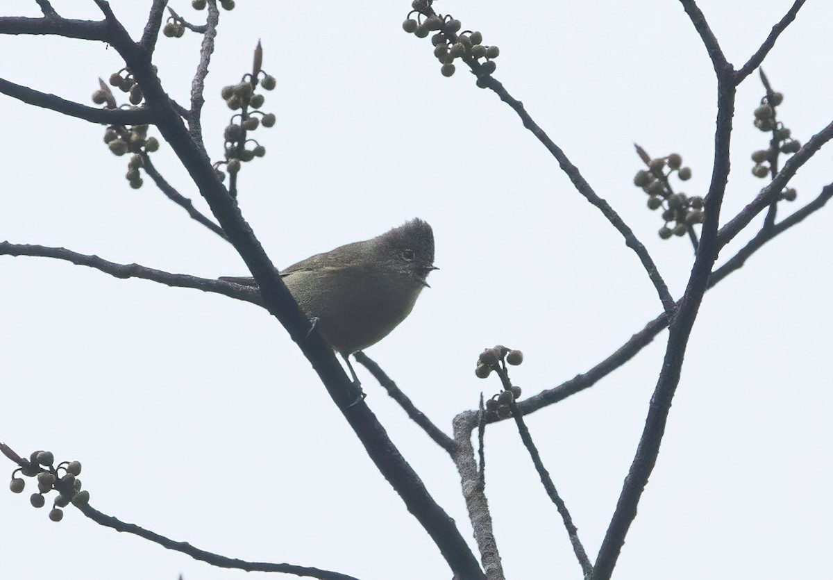 Yellow-browed Tit - ML576611761