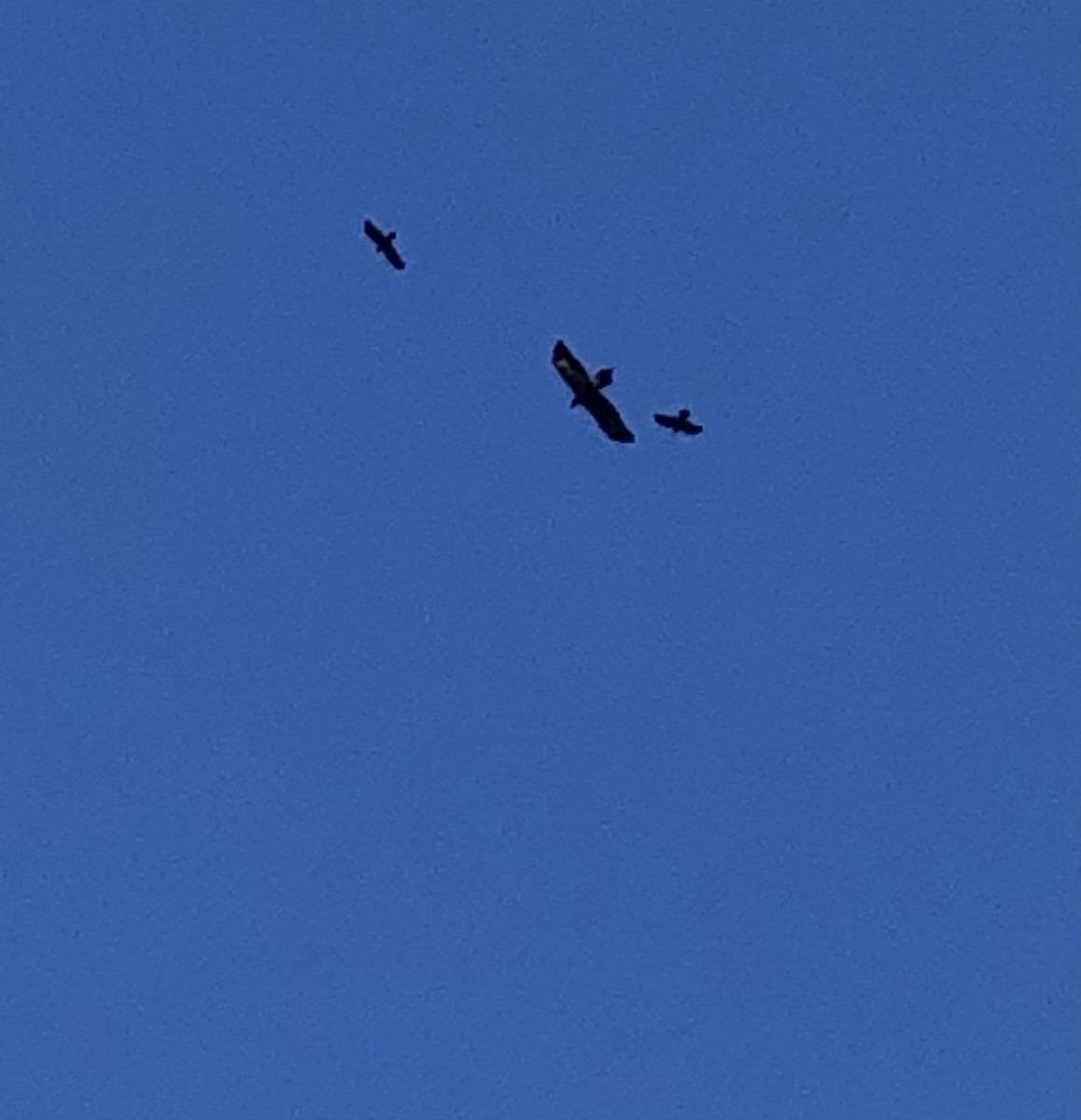 Wedge-tailed Eagle - ML576612551