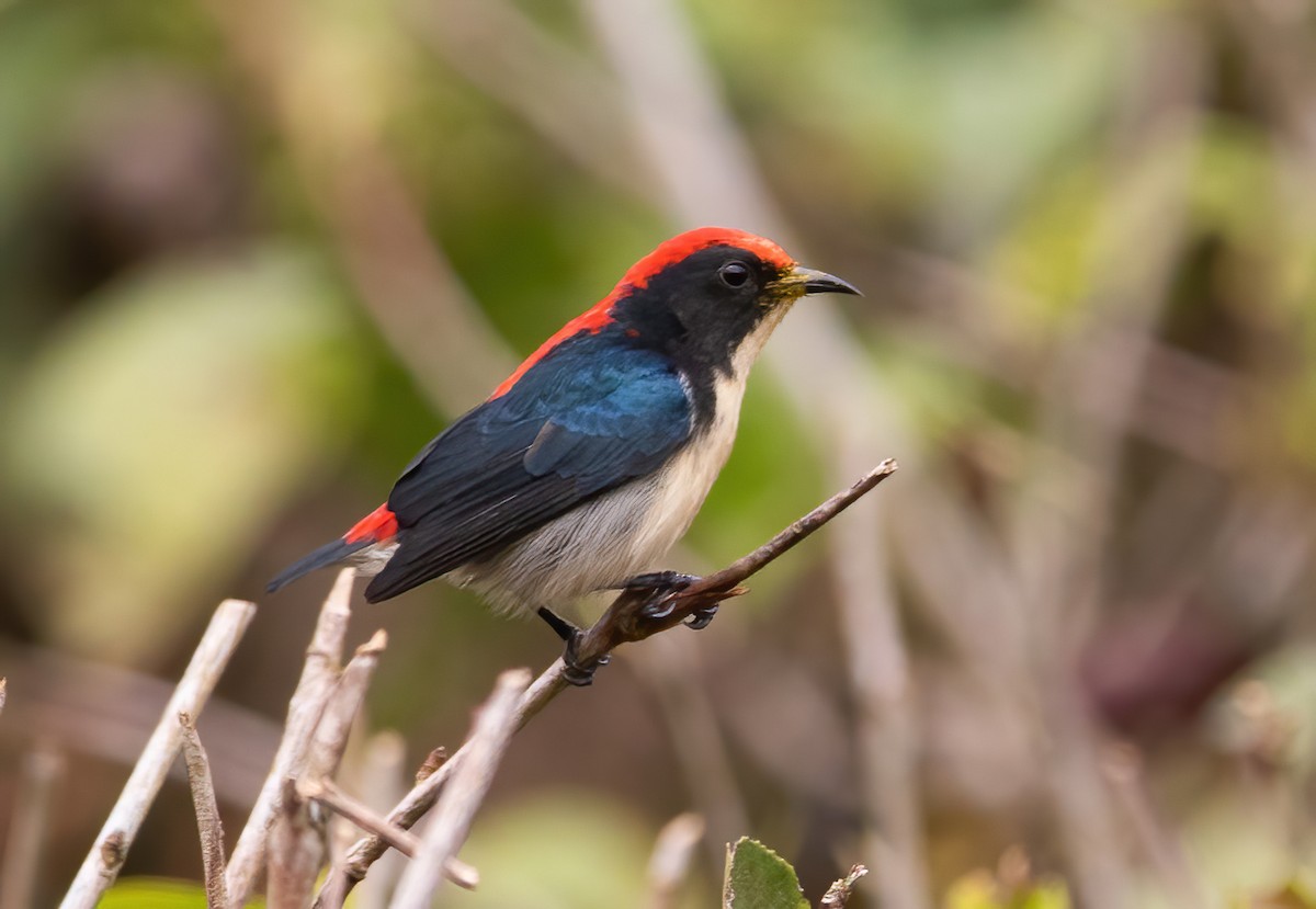 Scarlet-backed Flowerpecker - Sathyan Meppayur