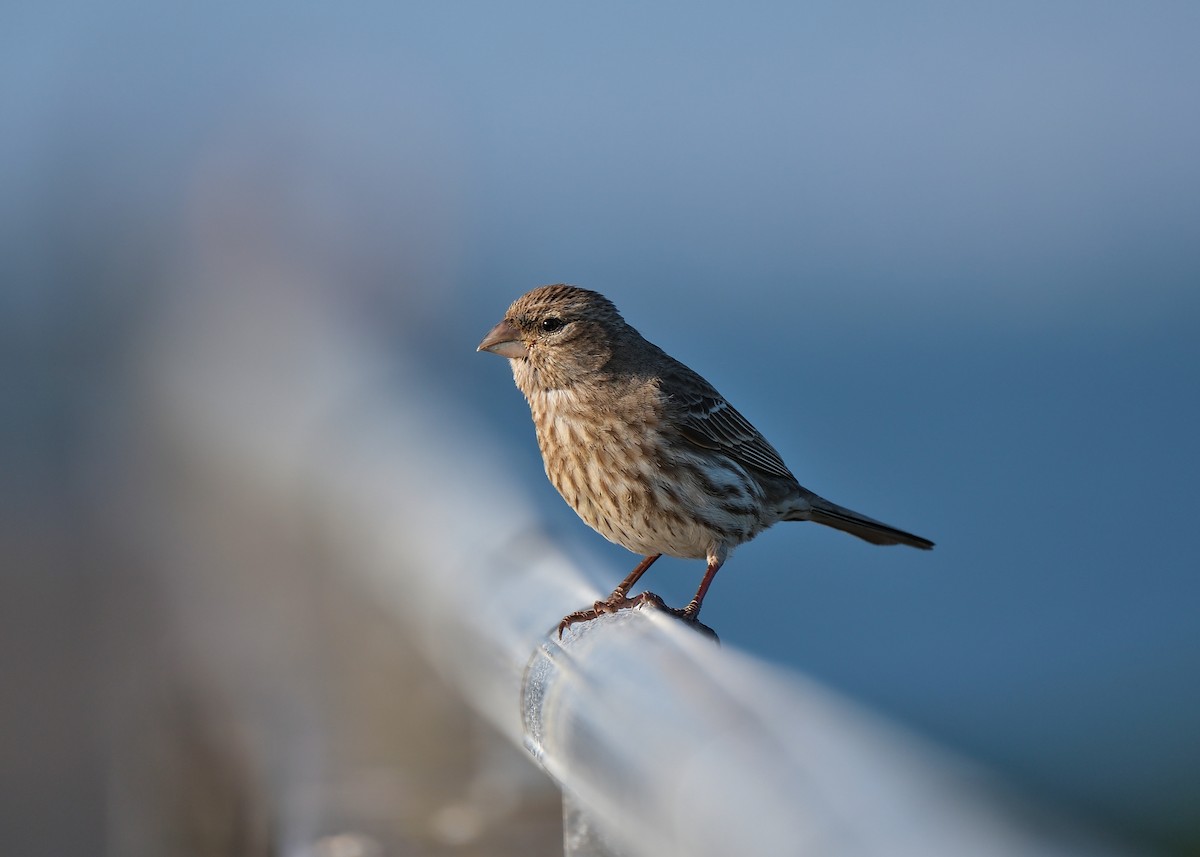 House Finch - ML576613731