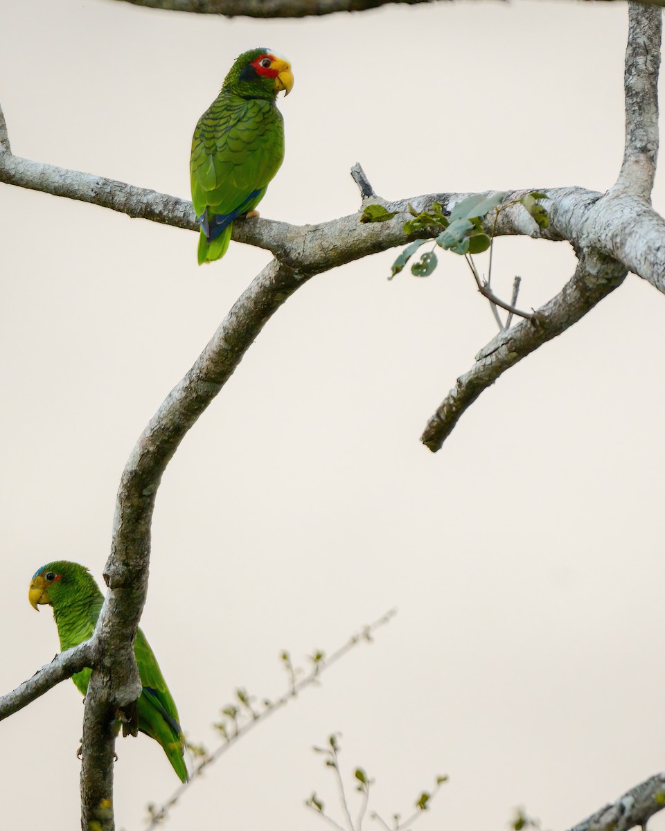 Yellow-lored Parrot - ML576616111