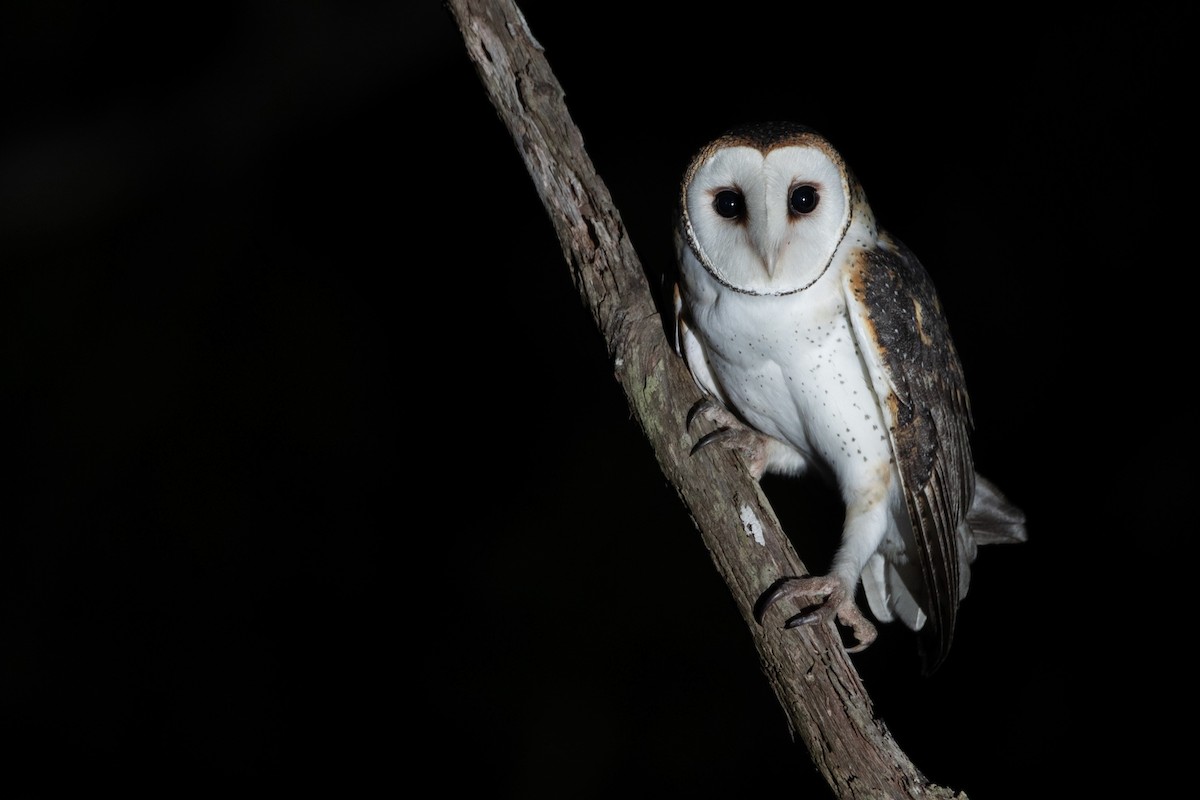 Australian Masked-Owl - ML576616461