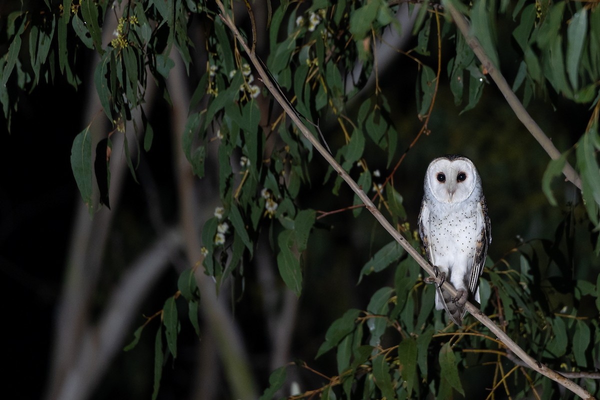Australian Masked-Owl - ML576616981