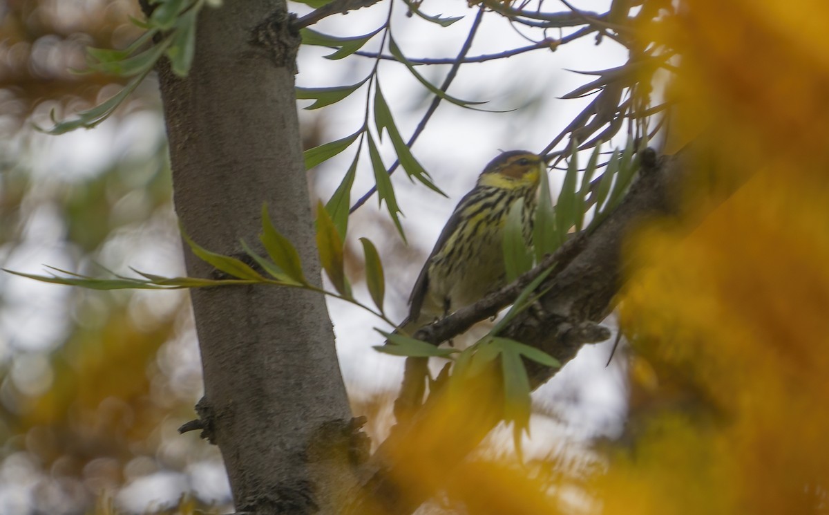 Cape May Warbler - ML576618061