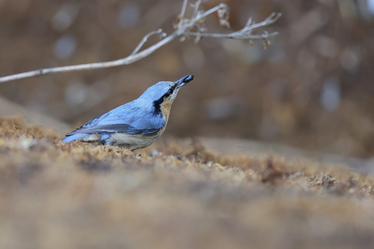 Eurasian Nuthatch (Chinese) - ML576618461