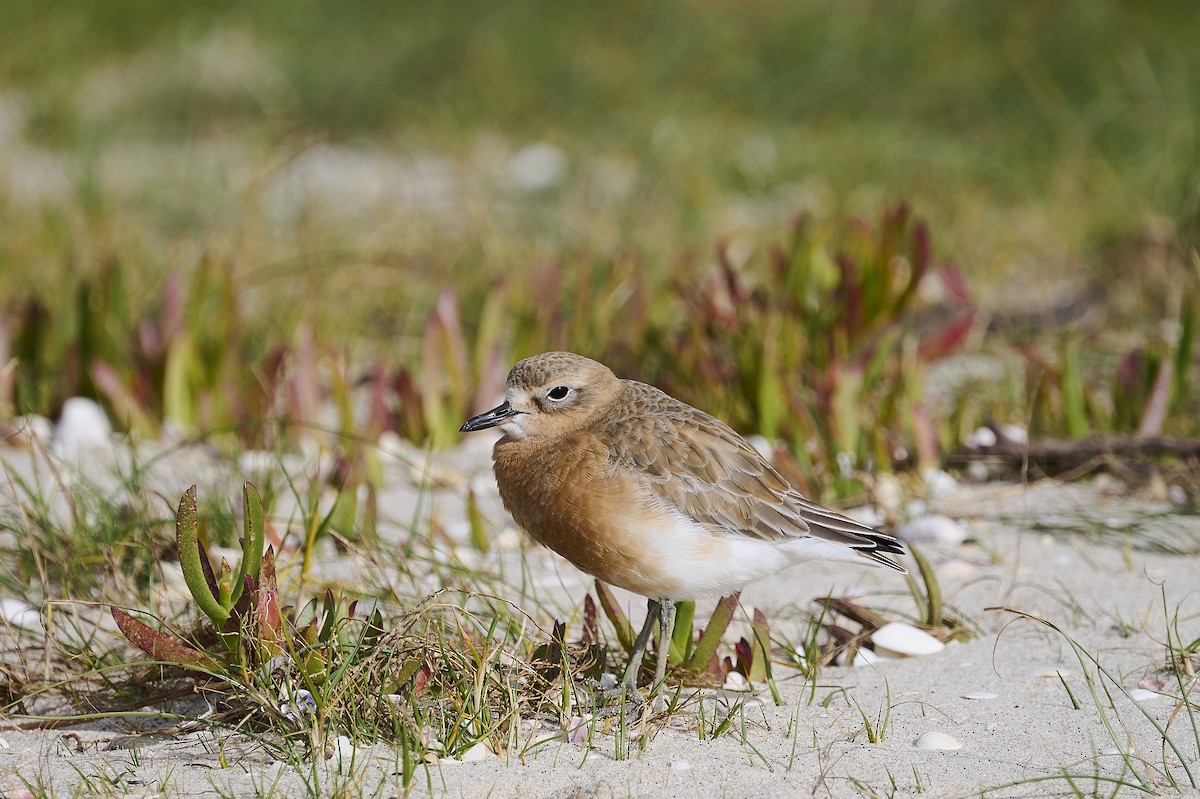 Red-breasted Dotterel - ML576625061