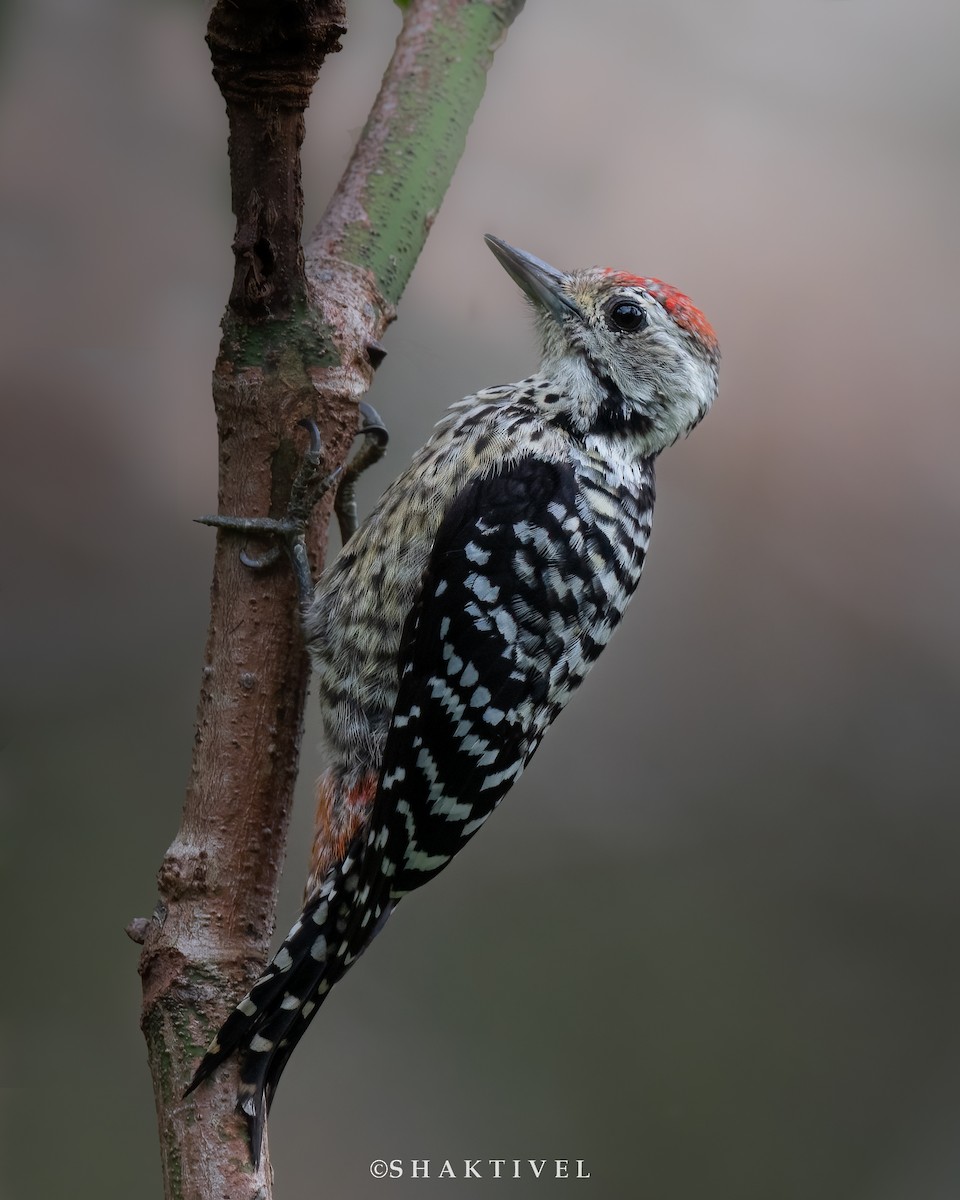 Freckle-breasted Woodpecker - Shakti - Tribesmen.in