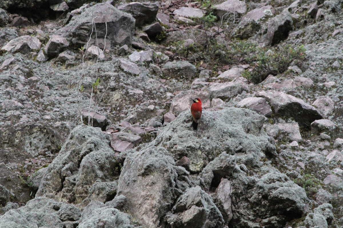 Crimson-mantled Woodpecker - karyl gabriel