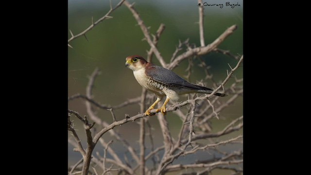 Red-necked Falcon - ML576630481