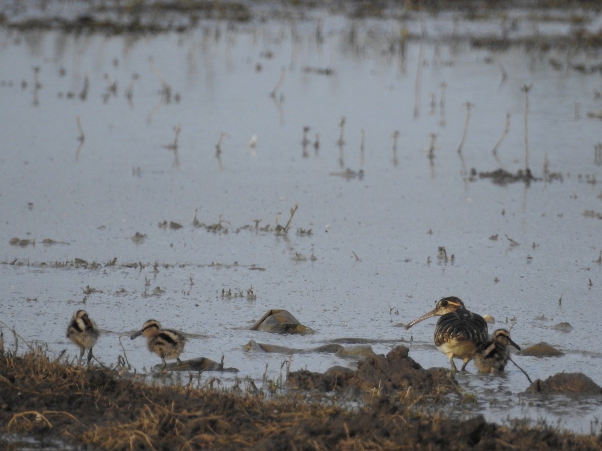 Greater Painted-Snipe - ML576631851