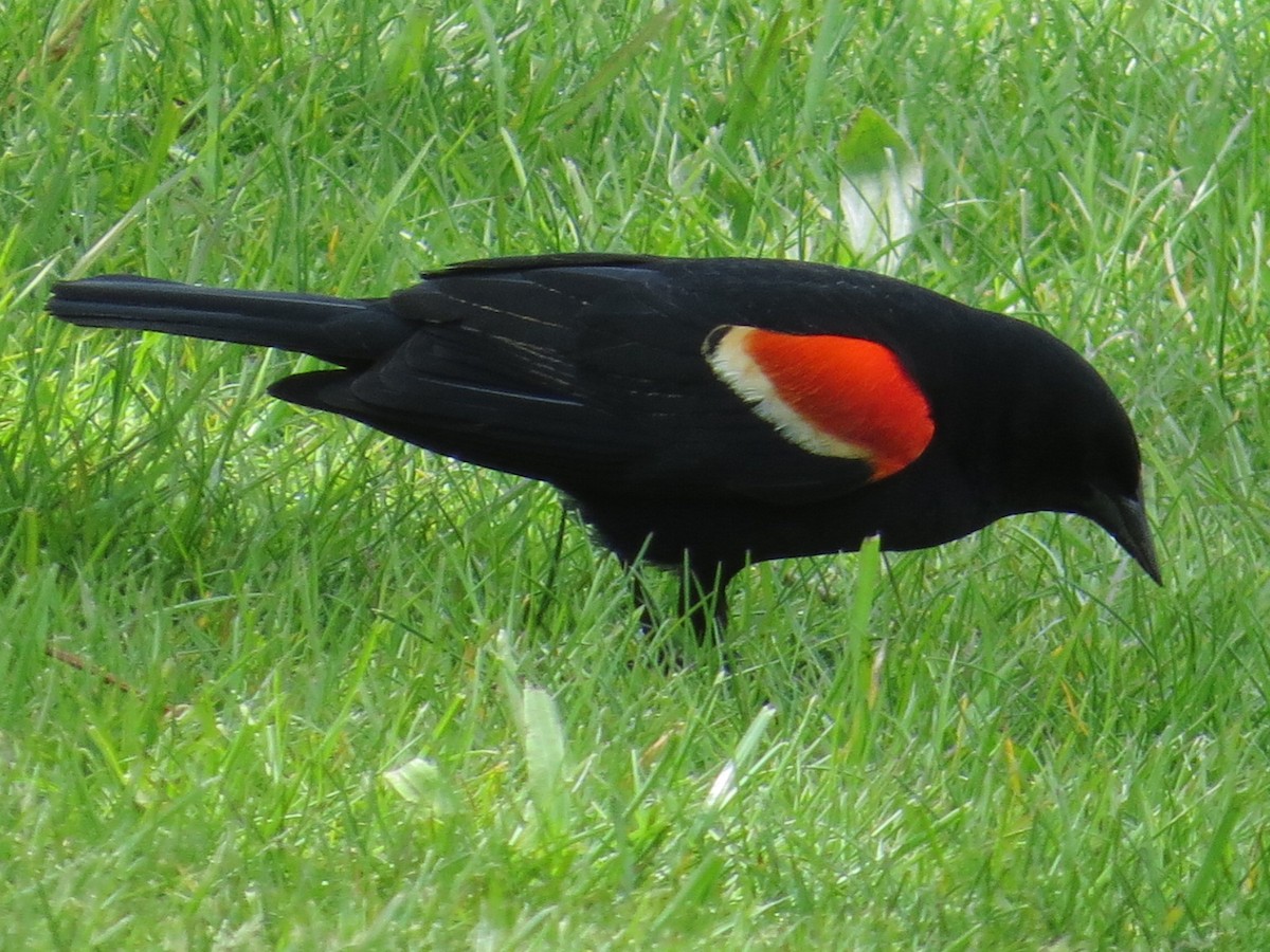 Red-winged Blackbird - Craig Taylor