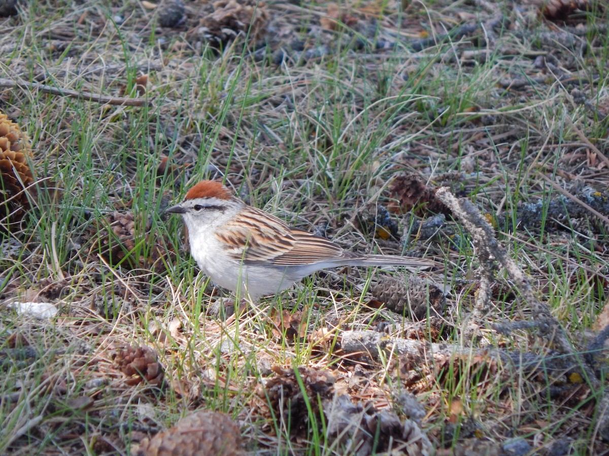 Chipping Sparrow - Austin Young