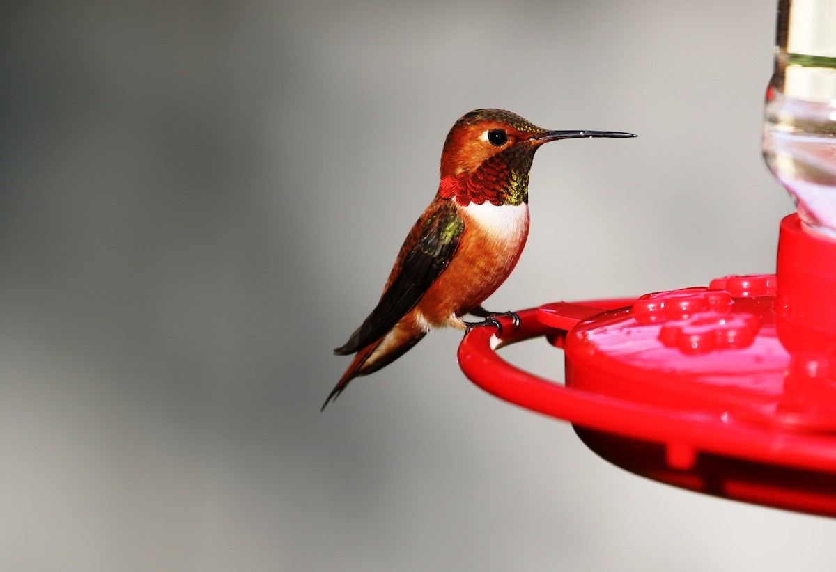 Rufous Hummingbird - Joshua Rudolph