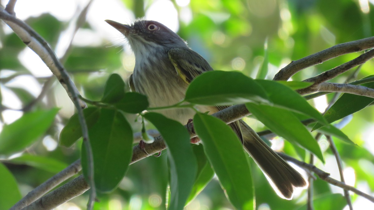 Pearly-vented Tody-Tyrant - ML576638211