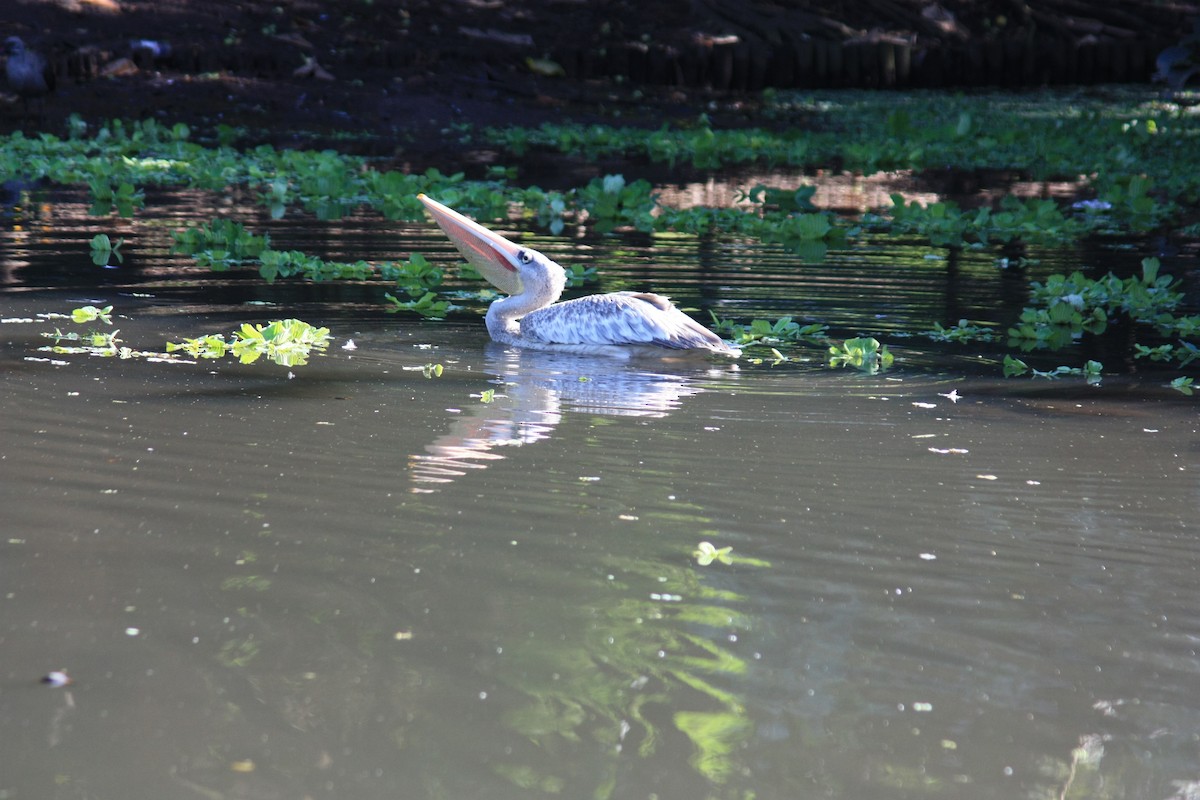 Pink-backed Pelican - ML576638851