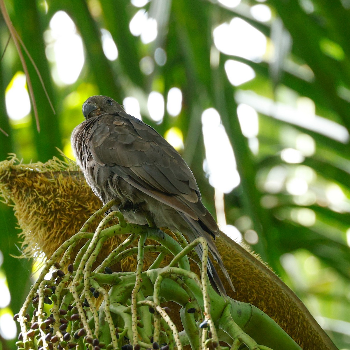 Seychelles Parrot - ML576640101