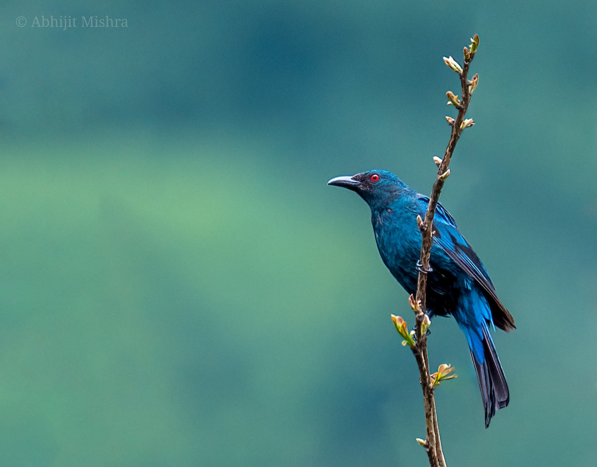 Asian Fairy-bluebird - Abhijit Mishra