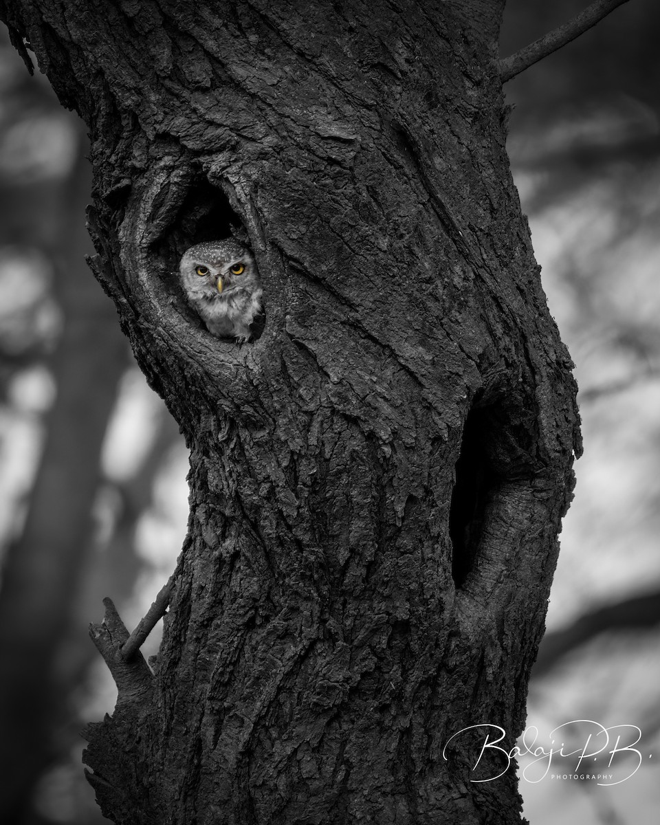 Spotted Owlet - ML576641621