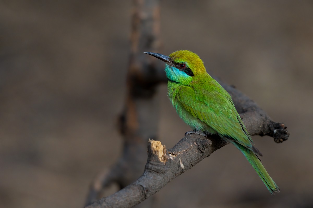 Green Bee-eater (Russet-crowned) - ML576641641