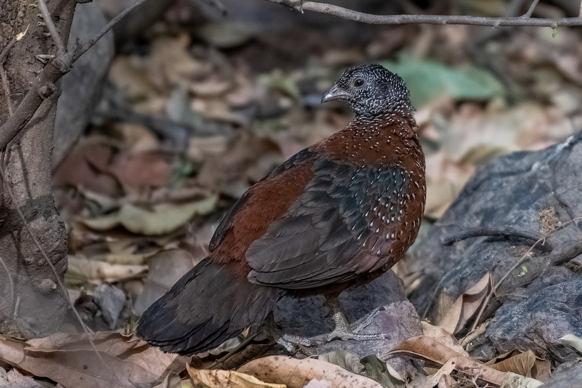 Painted Spurfowl - ML576642801